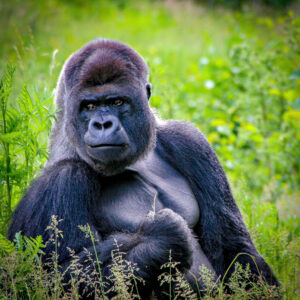 Gorilla