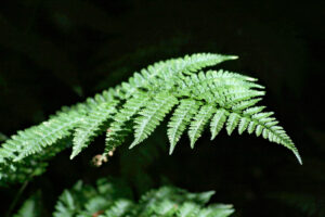 Fern
