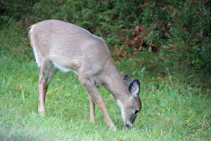 Deer