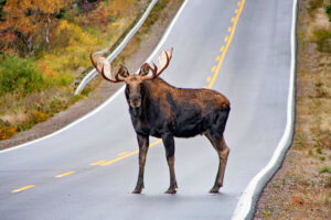 Moose