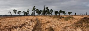 Venn Landschaft
