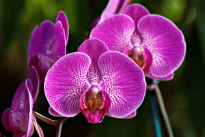 Orchidee
