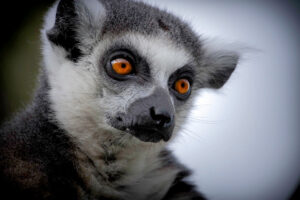Lemur