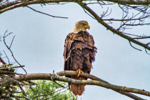 Bold Eagle