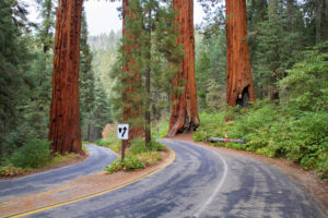 Sequoia