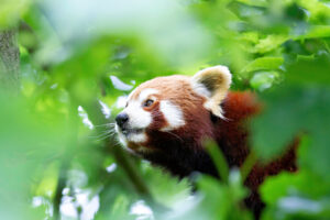 Kleiner Panda