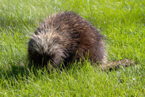 Porcupine