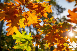 Herbststimmung