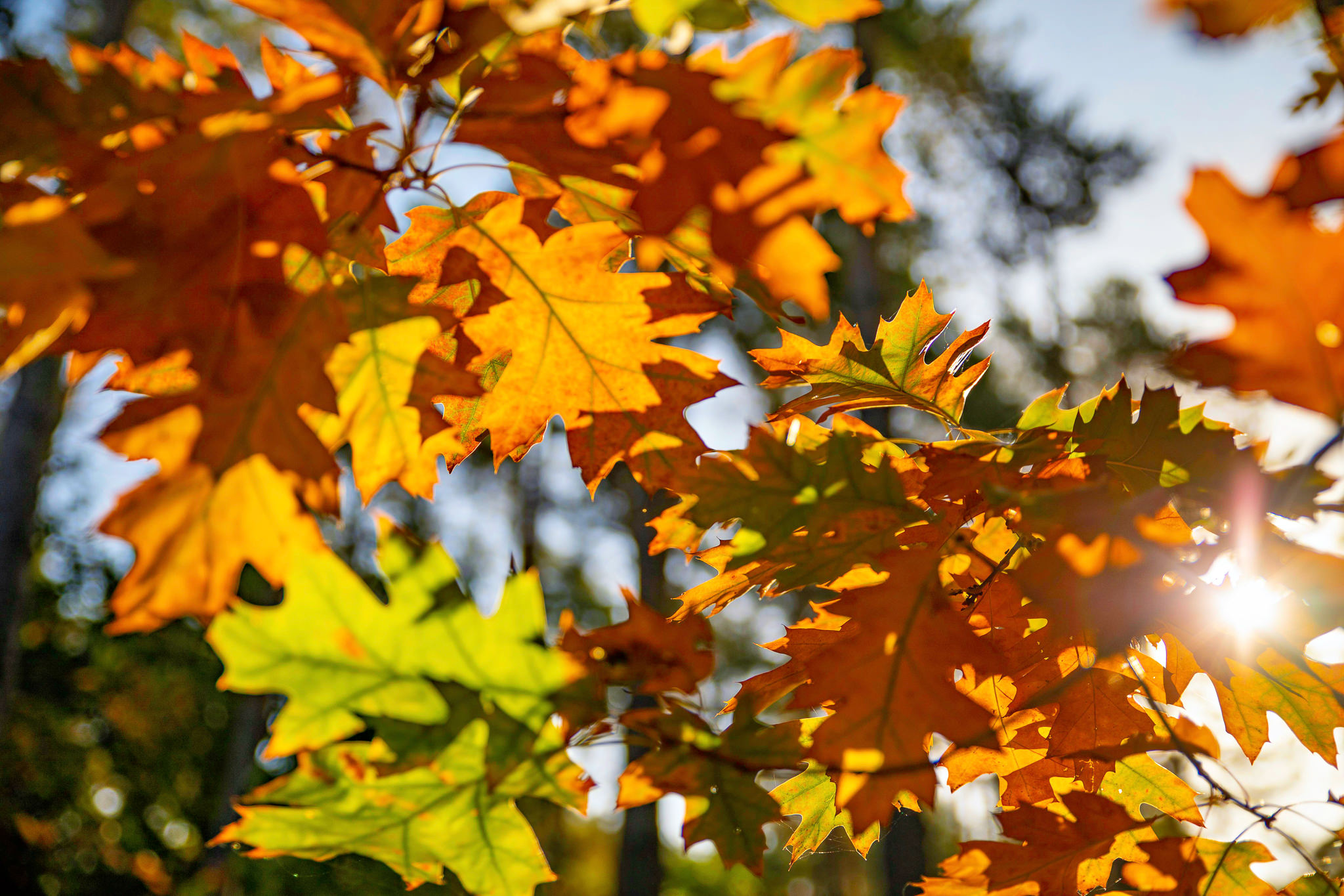 Herbststimmung